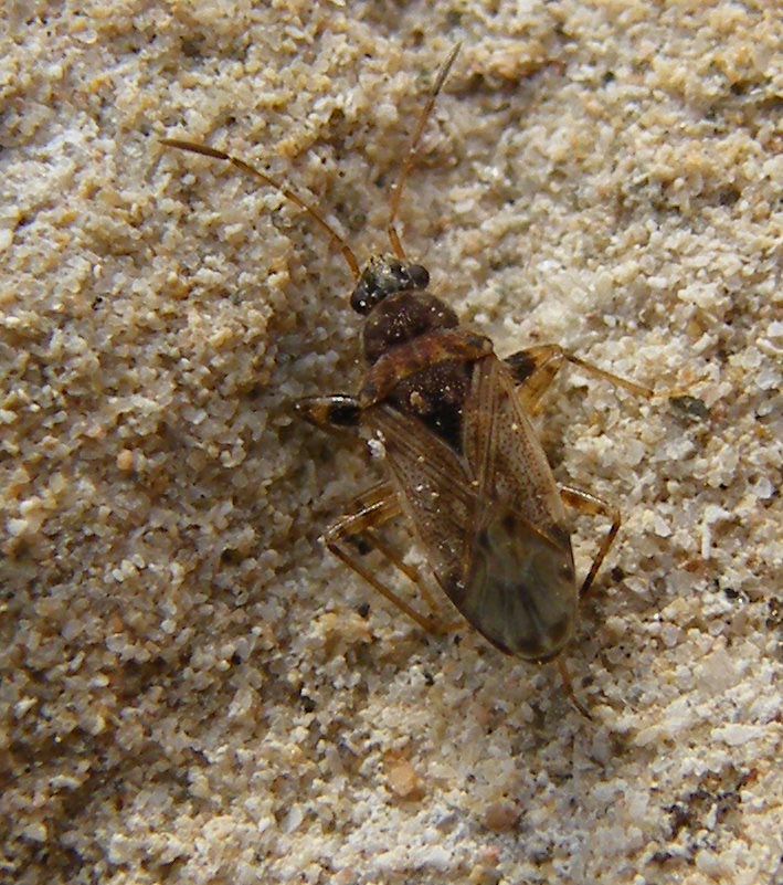 Lygaeidae: Remaudiereana annulipes